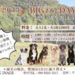 BIGわんDAY｜11月29日（土）DOG PARK INAGEで15kg以上向けドッグランイベント開催！