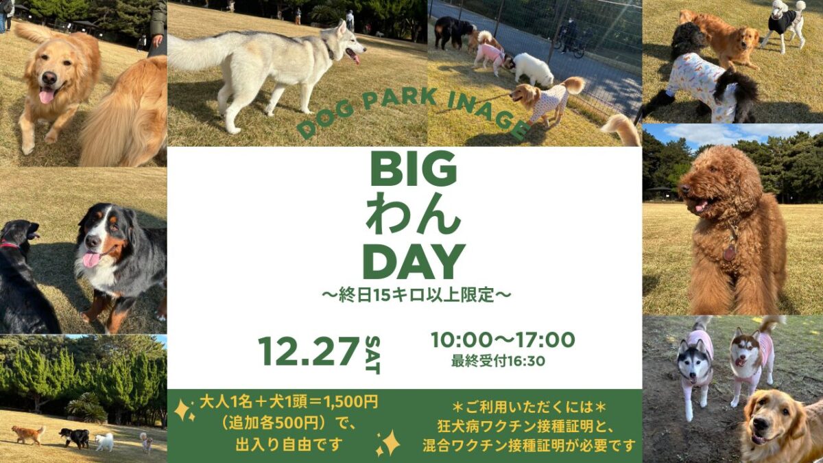BIGわんDAY｜12月27日（土）DOG PARK INAGEで開催 15キロ以上の大型犬限定ドッグランイベント🐶