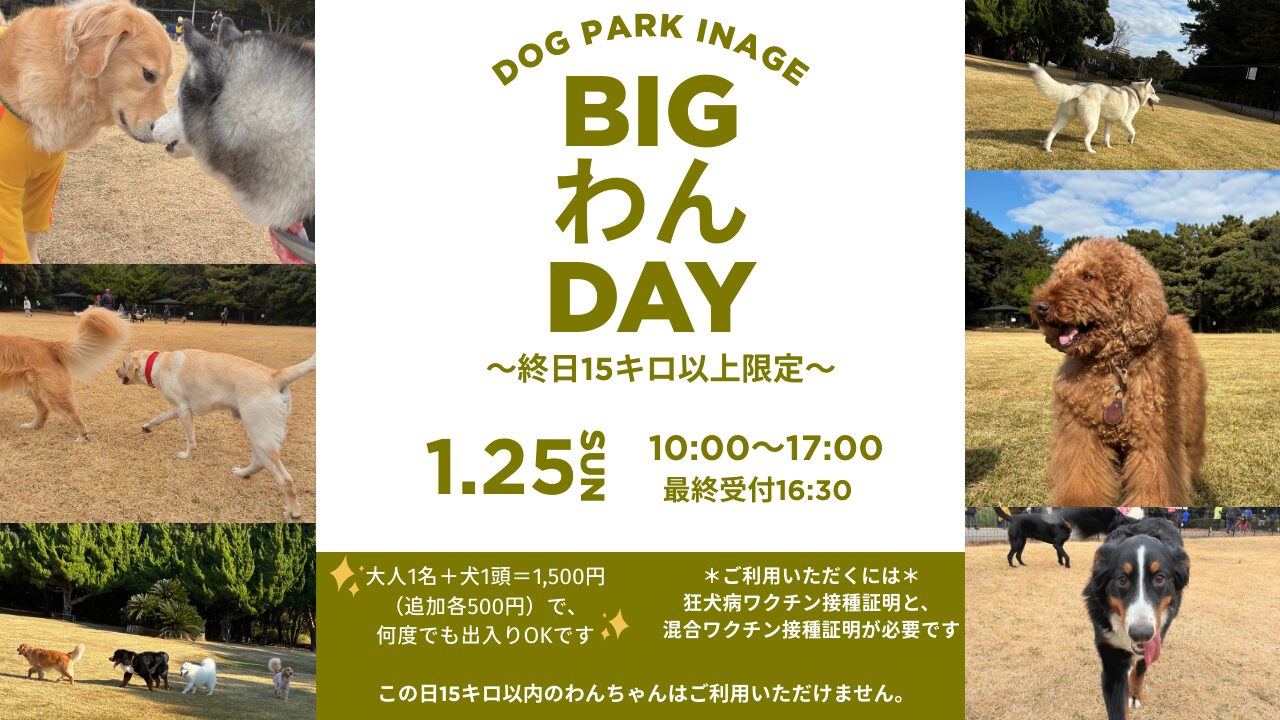 BIGわんDAY｜1月25日（日）DOG PARK INAGEで開催、15キロ以上のわん